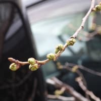 我が家の桜🌸と昨日の失敗談😓