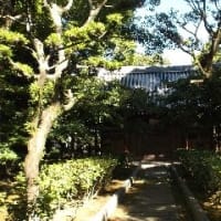 福岡市内とはとても思えない静寂さと緑がいっぱいの博多旧市街は、一度訪問すると福岡のイメージをひっくり返すかもしれません。