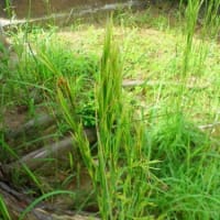 水戸で最近繁茂しつつある外来植物