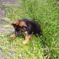 ジャーマンシェパードドッグ　長毛犬