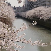桜撮り二日目