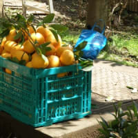 ナツミカンの収穫のまとめ ：2012～2021年