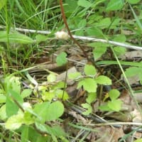 2025年7月1日(火)苫小牧「近所の自然散歩」植物調査と　2日(水)繁殖期鳥類調査