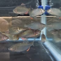 ヤリタナゴ7cm前後