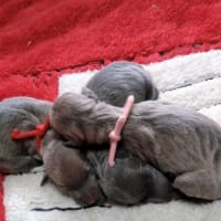 パピーちゃんが生まれました！！！