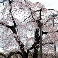 枝垂れ桜が見頃