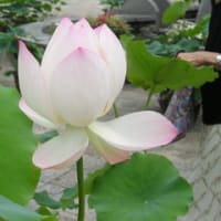 花のアルバムより