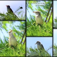６月最初の嬉しい出会い