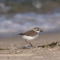シロチドリ 砂浜に生きる
