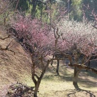 ふるさと村の梅は？