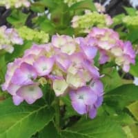 田舎へ　６月　③