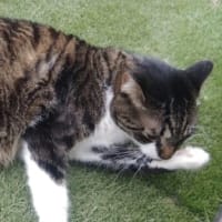 ポル胡くん  お出かけしても良いですか