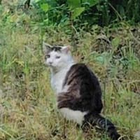 日陰のメリット(/・ω・)/