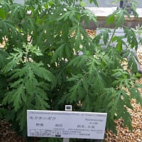 姫百合、フジバカマ・・・京都薬用植物園