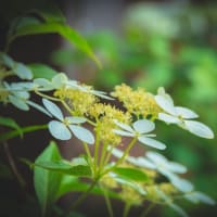 興福寺の「紫陽花季」　2025/6/8