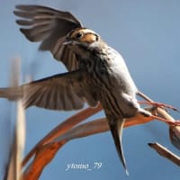コホオアカに会えました
