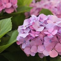 梅雨明けに行く❣ 昼さんぽ