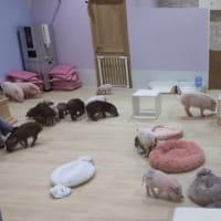 20-Mar-25　豚カフェ