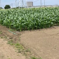 トウモロコシ畑