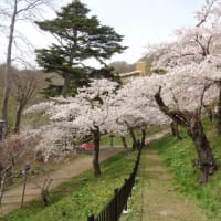 春の函館公園