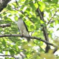 心に残る情景*「鳥景」見沼の小さな森