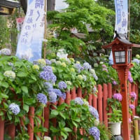 川越八幡宮の紫陽花