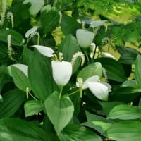 長居植物園の“ヘメロカリスの花”たち！