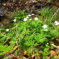 桧枝岐の山菜2025/6