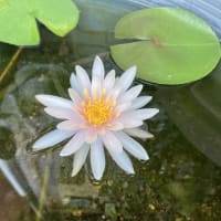 父の優しさ