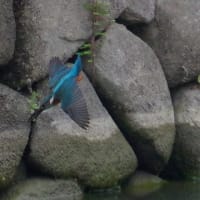 於大公園 ： 野鳥 ・ 翡翠 ・ カワセミ・・・フリー素材ブログ　カワセミ