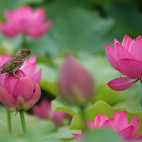 白鷺公園... 蓮の花とスズメ