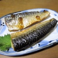 田んぼの畔に咲くタンポポのお花に紋白蝶