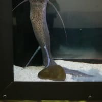 20250507　越前松島水族館