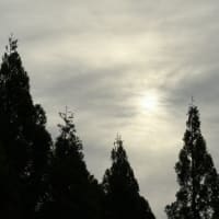 りんごの消毒を行いました！ワタムシの駆除！
