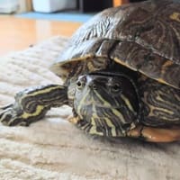 カメたち　今日は何の日
