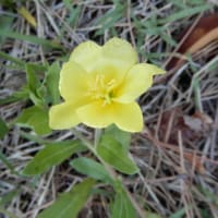 横浜港の花