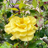 大輪の薔薇