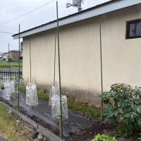 雨が降る前にと勇んで出たが、、