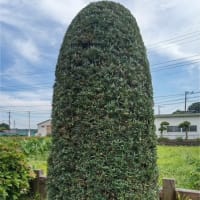 大きくなりすぎたシマトネリコの選定と植木屋さんの相場