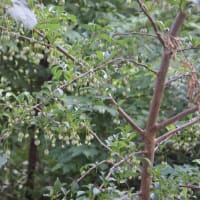 木曽川でシジミ採り 気の向くままにつぶやけば