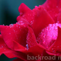 五月雨の薔薇