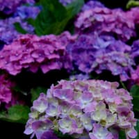 カラフルな紫陽花o(^o^)o
