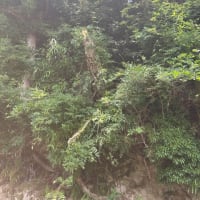 区長の仕事