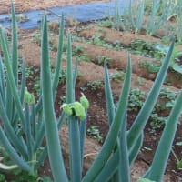 穴掘り終了して移植開始