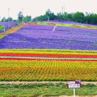 ２０１３年　７月の富良野・美瑛