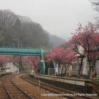 2024わたらせ渓谷鐵道・神戸駅の花桃