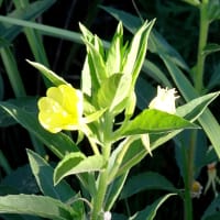野の花