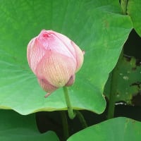 古代ハスはまだかな