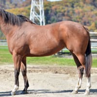 アポロフィオリーナ（繁殖牝馬）