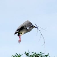 06/18探鳥記録写真：サギヤマの模様②（ゴイサギ、ホシゴイ、アマサギ、チュウダイサギ、）